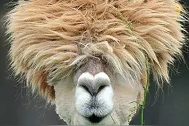 “草泥马”来袭  带你扒一扒民间神兽羊驼图片