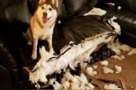 哈士奇的专业破坏素养图片