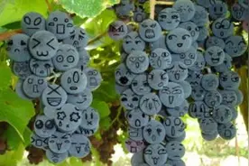 都说葡萄皮营养价值高，吃葡萄到底吐不吐皮呢？图片