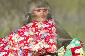 猕猴拆封圣诞礼物发现饲养员将午餐香蕉当礼物，表情让人捧腹大笑图片