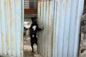 吓！路上碰到一只霸气十足的猫！你敢盯着它看十秒吗？图片