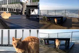可怜橘猫被抛弃，每天守在海边等主人归来图片