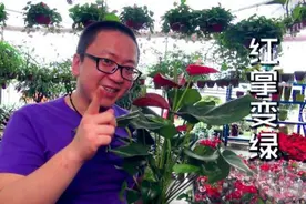 红掌咋就变绿了，原因其实是它视频封面