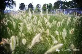 警惕“狗尾草”——夏日里狗狗的隐形杀手！图片