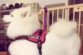 当狗圈中的大长腿遇上柯基的小短腿，只能说，柯基的基因太强大了图片