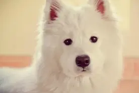 萨摩耶：放个屁怎么了！图片