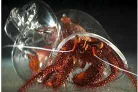 寄居蟹当中的土豪，房子不再是石屋而是豪华的玻璃房图片