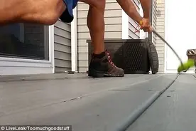 主人用扫把赶走了垃圾桶里的浣熊，却引来可怕的报复图片