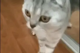 人生最可怕的事莫过于回眸一看镜子，发现自己竟然是一只猫图片