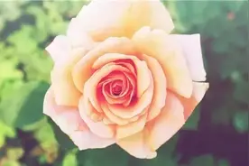 从不吃胡萝卜的兔子图片