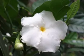 每日一花：花语清纯、善良之狗牙花，不忘初心，方得始终图片