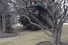 有谁知道这是猩猩还是狒狒？俺傻傻分不清图片