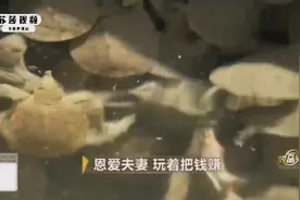 大姐科学养殖甲鱼，利用一招就使甲鱼成活率提升20%，年入100万视频封面