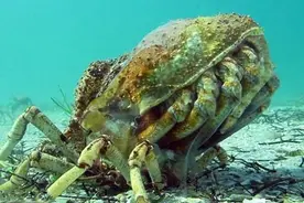 蜘蛛蟹脱壳的过程，其疼痛不亚于鹰的重生。生物传承真是可怕！图片