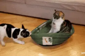 铲屎的有猫病，会降低本喵的逼格！图片