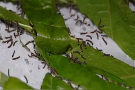 蚕农养蚕，看蚕种到蚕茧的全过程。搞明白丝绸的来历！图片