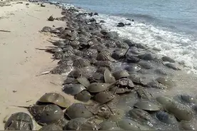 国外海滩聚集稀有动物鲎，相信国内渔民眼睛都看亮了图片