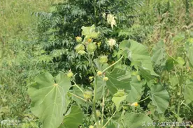 苘麻，当野芝麻可食，又可做麻绳。常见野草作用之大图片