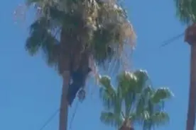 原来摘椰子这么不容易！图片