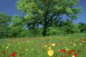 老年乐—民乐合奏《路边的野花不要采》图片