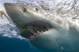 2016年求索海洋季最感动人物 ——守护鲨鱼的“折翼天使”图片