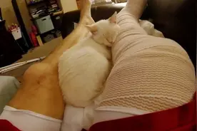 最暖心看护！主人摔断腿后，喵星人就在旁边寸步不离的照料！图片