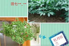 还叫它田七、三七吗？百科知识也不一定准确呐！图片