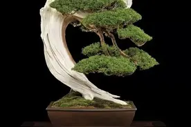 一组文人树盆景合集，请欣赏！图片