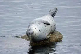 一只不明原因在岸边捧腹大笑的海豹，真想把这个肉球抱回家！图片