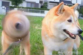 炎热的夏天！来看看小海豹是怎么避暑的吧！真会享受啊！图片