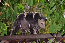 严重超生12个娃，后花园拍到的憨态可鞠的负鼠！图片