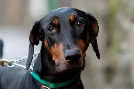 狗妈妈一窝产下14只可爱幼崽，照顾起来真幸苦图片