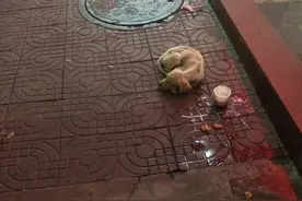 被人遗弃街头的奶狗图片