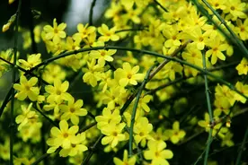 在农村是有讲究的，这种花轻易不要带回家图片