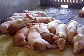 猪场高热混感来袭，你准备好了吗图片