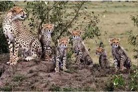 每天上演适者生存的草原，猎豹母子今日秀出温情一幕图片