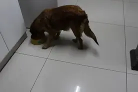 当狗狗遇上小老虎，没想到小老虎居然害怕了图片