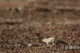 搞笑gif：见过松鼠被眼镜蛇袭击的慢镜头吗？这反应速度简直了图片