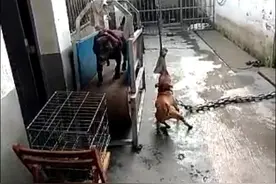 知道狗狗健身器材是什么样子的吗？图片