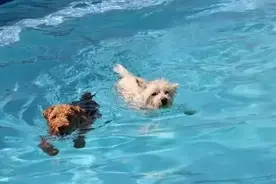狗狗夏季养护指南图片