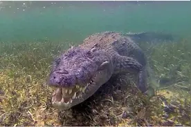 国外女孩水下与野生鳄鱼来了一场邂逅，河霸如此温顺图片