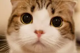 十二生肖为什么没有猫？图片