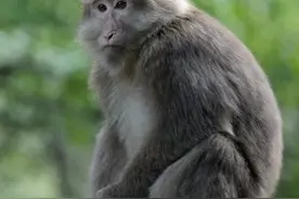 猴子爱子心切，猴子妈妈把猫咪当做自己的孩子抱在怀里不撒手图片
