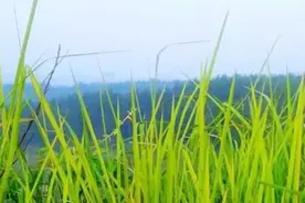记忆丨磨刀河草木图片