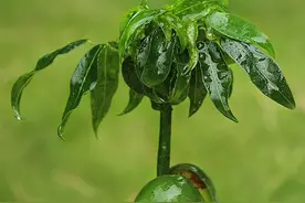 12种最适合养花新手的绿植，你会选哪个？图片