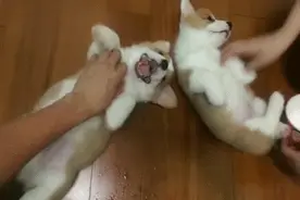 被狗狗咬 成什么样？需要打狂犬疫苗？图片