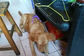 回家看到这样，我很生气！出去前刚打扫好的图片
