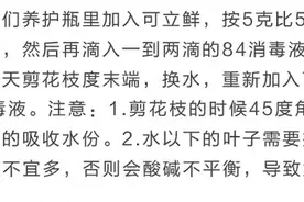 鲜花养护 || 瓶插花图片