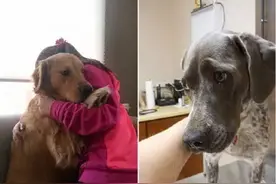 原来狗狗也是小孩子，要打针比孩子还害怕图片