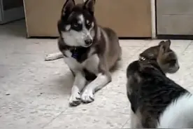 哈士奇反复撩猫咪，不料猫咪一声嚎，吓出了一脸熊样！你还是狗吗图片